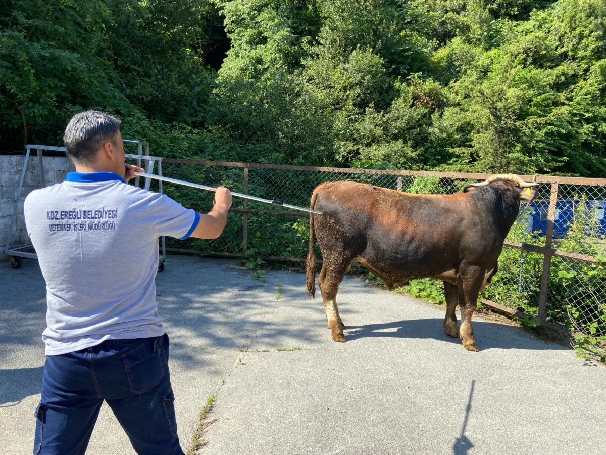 BELEDİYE KURBAN PAZARINI DENETLEDİ, KURBAN YAKALAMA TİMİ KURDU